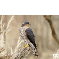 گونه قرقی Eurasian Sparrowhawk